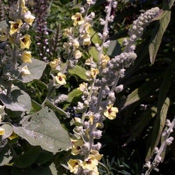 Verbascum olympicum