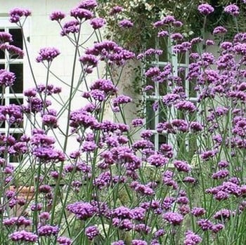 Verbena bonariensis