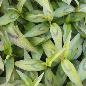 Vietnamese Coriander - Organic Plant Packs