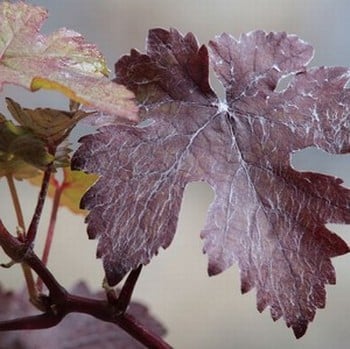 Vitis vinifera purpurea