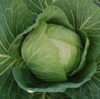 White Cabbage Golden Acre - Organic Plant Packs