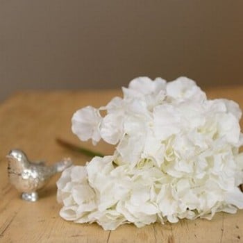 White Hydrangea Stem by Sia