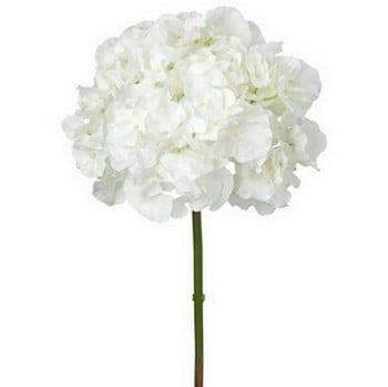 White Hydrangea Stem by Sia White Hydrangea Stem by Sia