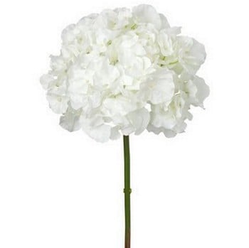 White Hydrangea Stem by Sia