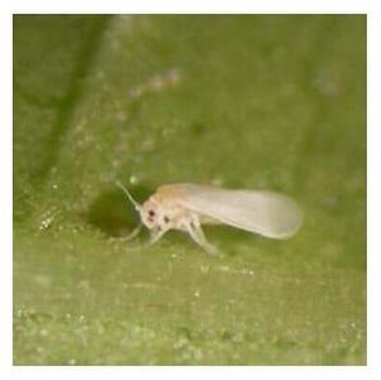 Whitefly Control Programme - 3 Applications