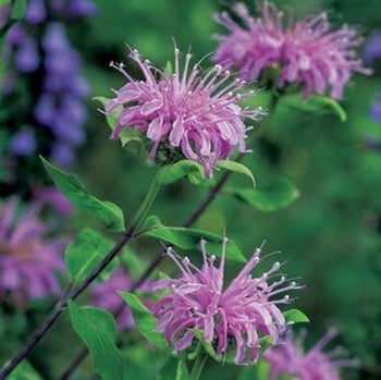 Wild Bergamot - Organic Plant Packs