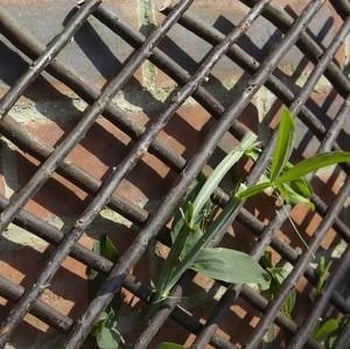Willow Expanding Trellis
