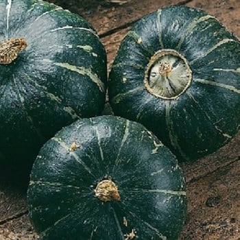 Winter Squash Buttercup - Organic Plant Packs