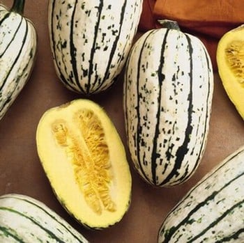 Winter Squash Cornells Bush Delicata (3 Plants) Organic