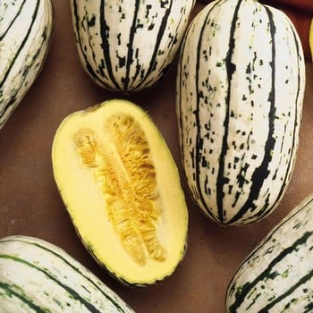 Winter Squash Cornells Bush Delicata - Organic Plant Packs