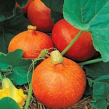 Winter Squash Uchiki Kuri - Organic Plant Packs