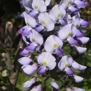 Wisteria Floribunda Russelliana