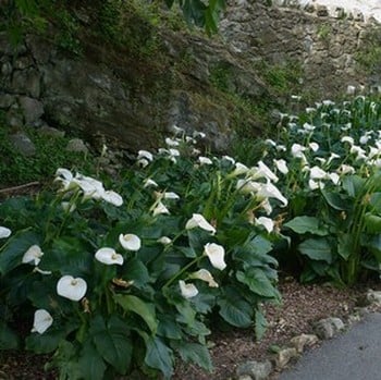 Zantedeschia aethiopica on sale
