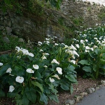 Zantedeschia aethiopica