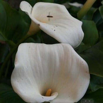 Zantedeschia aethiopica