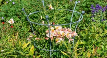 Southwold Trumpet Peony Plant Support