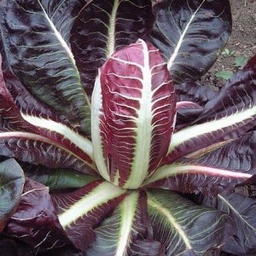 Chicory Rossa di Terviso (10 plants) Organic Chicory Rossa di Terviso (10 plants) Organic