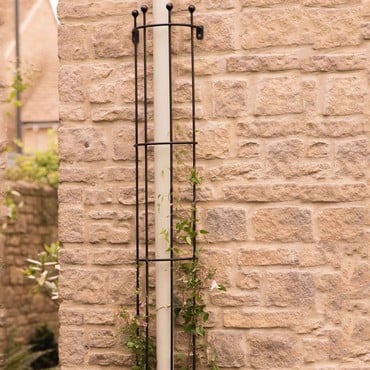 Drainpipe Trellis