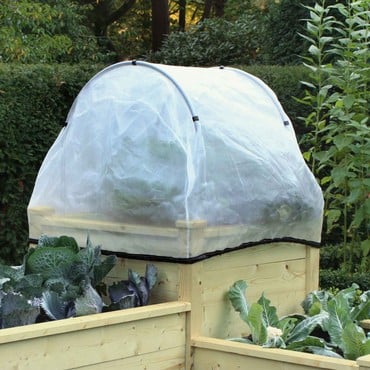 Cat Deterrent Plants Survive Winter Harrod Horticultural