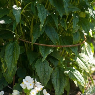 Harrod Curved Border Restraints Rust Harrod Curved Border Restraints Rust