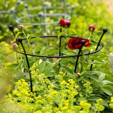 Harrod Trumpet Peony Plant Support - Matt Black