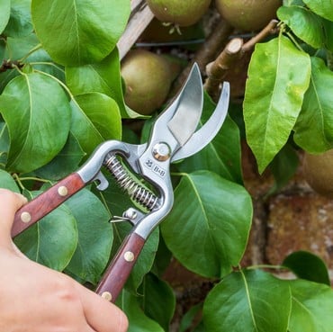 National Trust Secateurs National Trust Secateurs