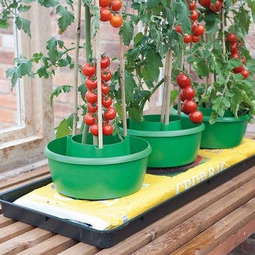 Tomato Plant Halos in Green