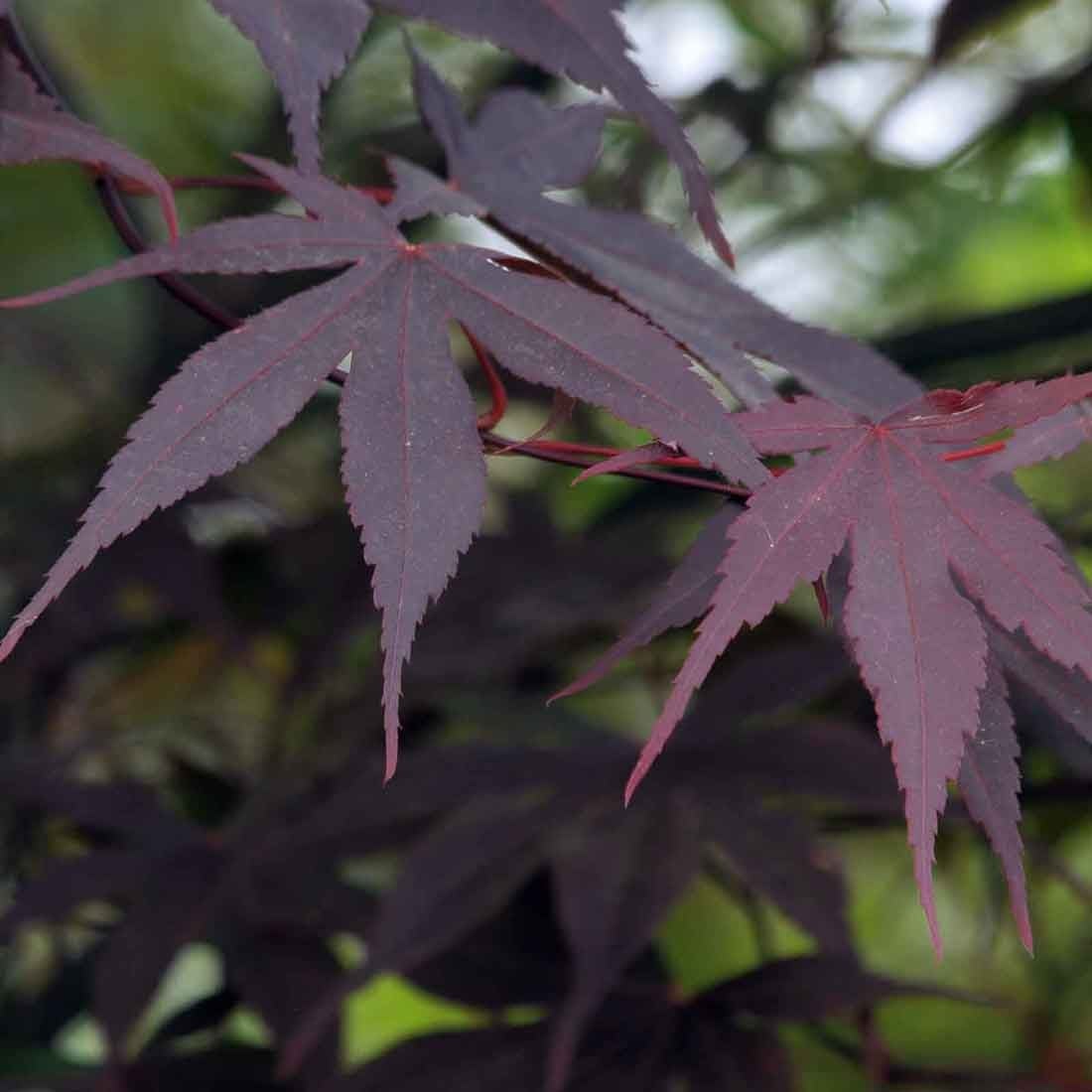 Acer Specimen Plants Acer Specimen Plants