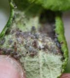 Aphids & Fungus Fly Aphids & Fungus Fly