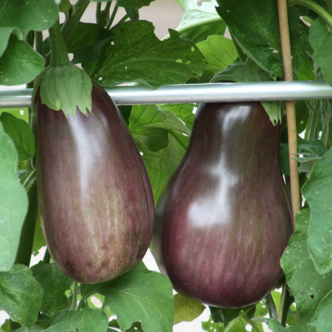 Artichokes & Aubergines Artichokes & Aubergines