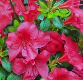 Azaleas Azaleas