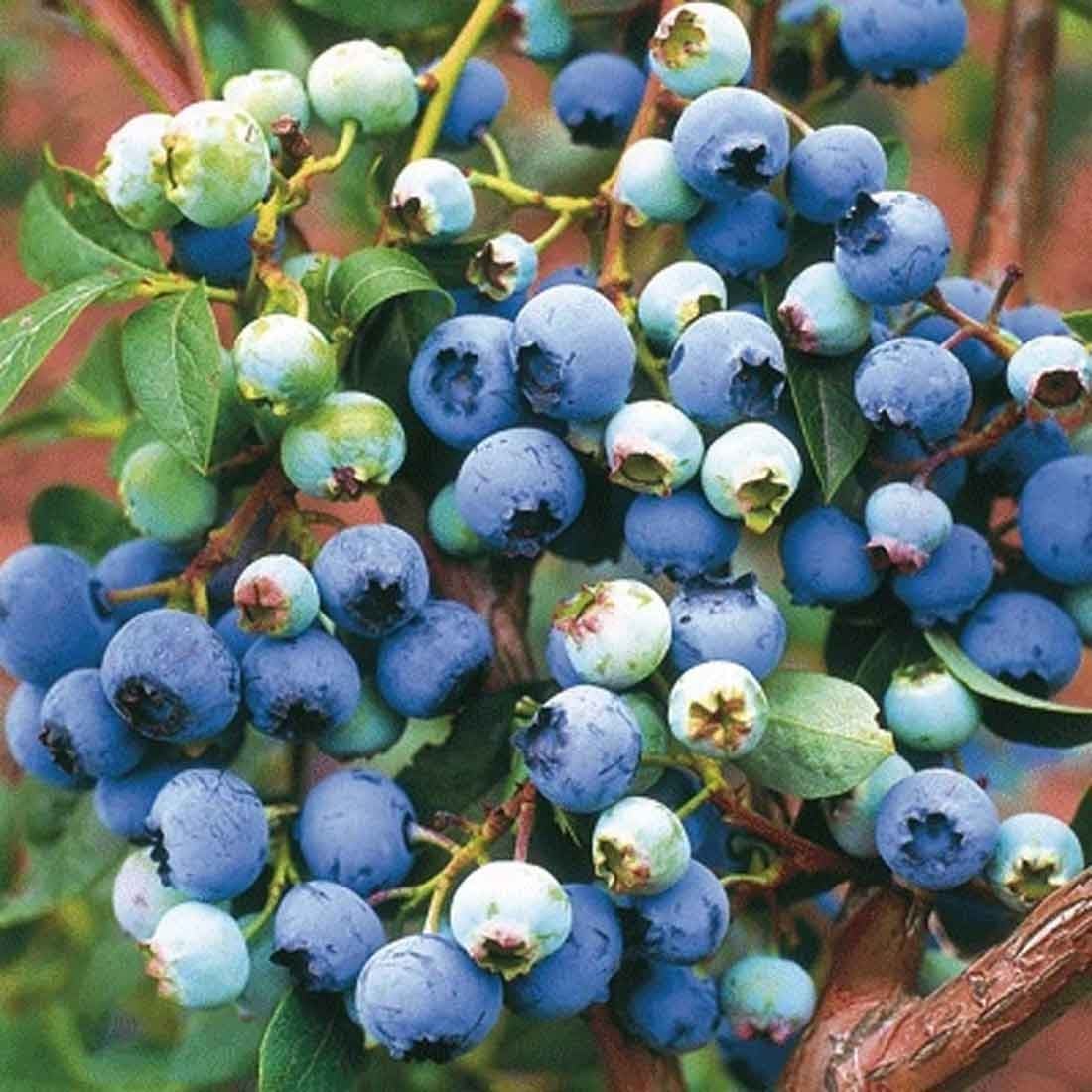 Blueberries & Cranberries Blueberries & Cranberries