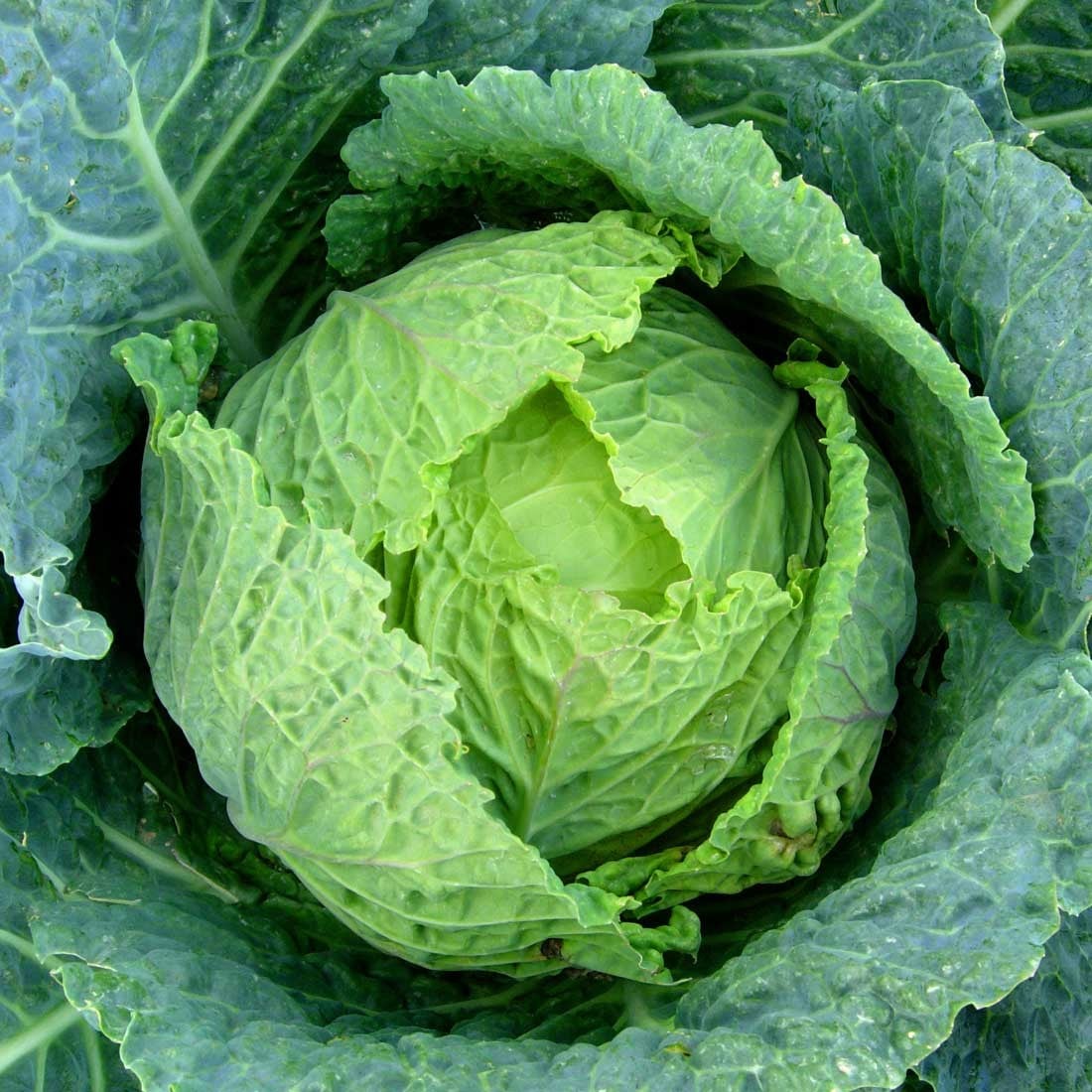 Brassicas Brassicas