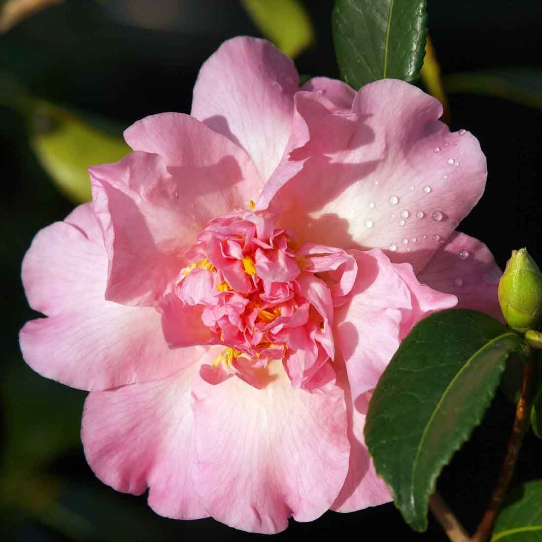 Camellias Camellias