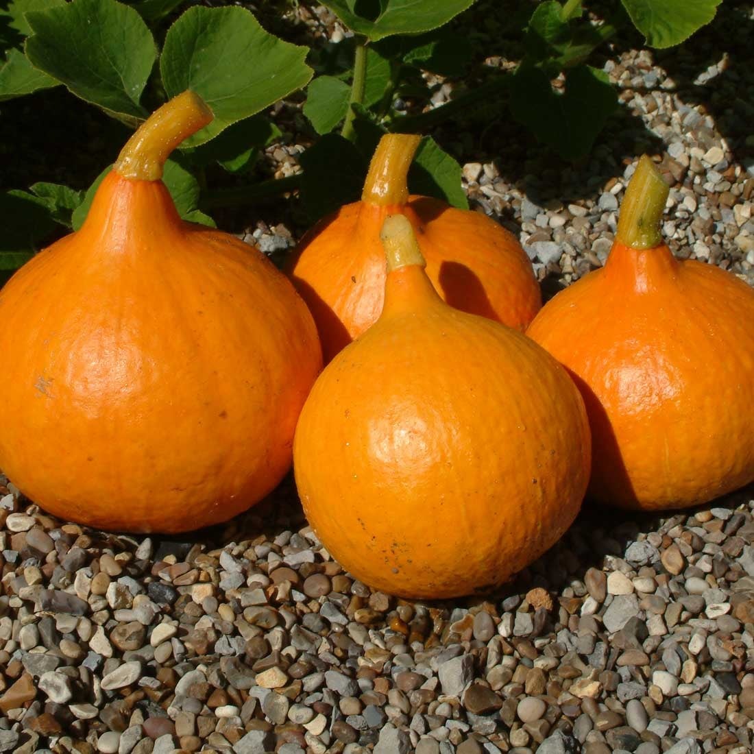 Courgette, Squash & Pumpkins Courgette, Squash & Pumpkins