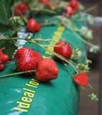 Growbag Growing Growbag Growing