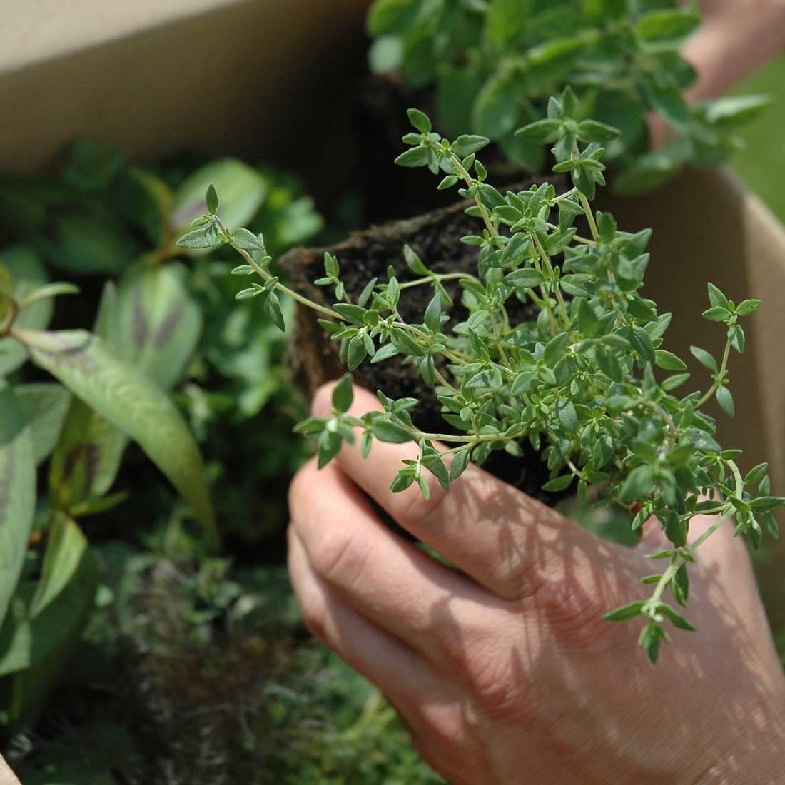 Herb Plants Herb Plants
