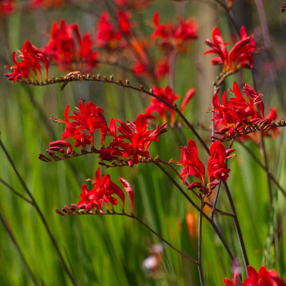 Herbaceous Garden Plants Herbaceous Garden Plants