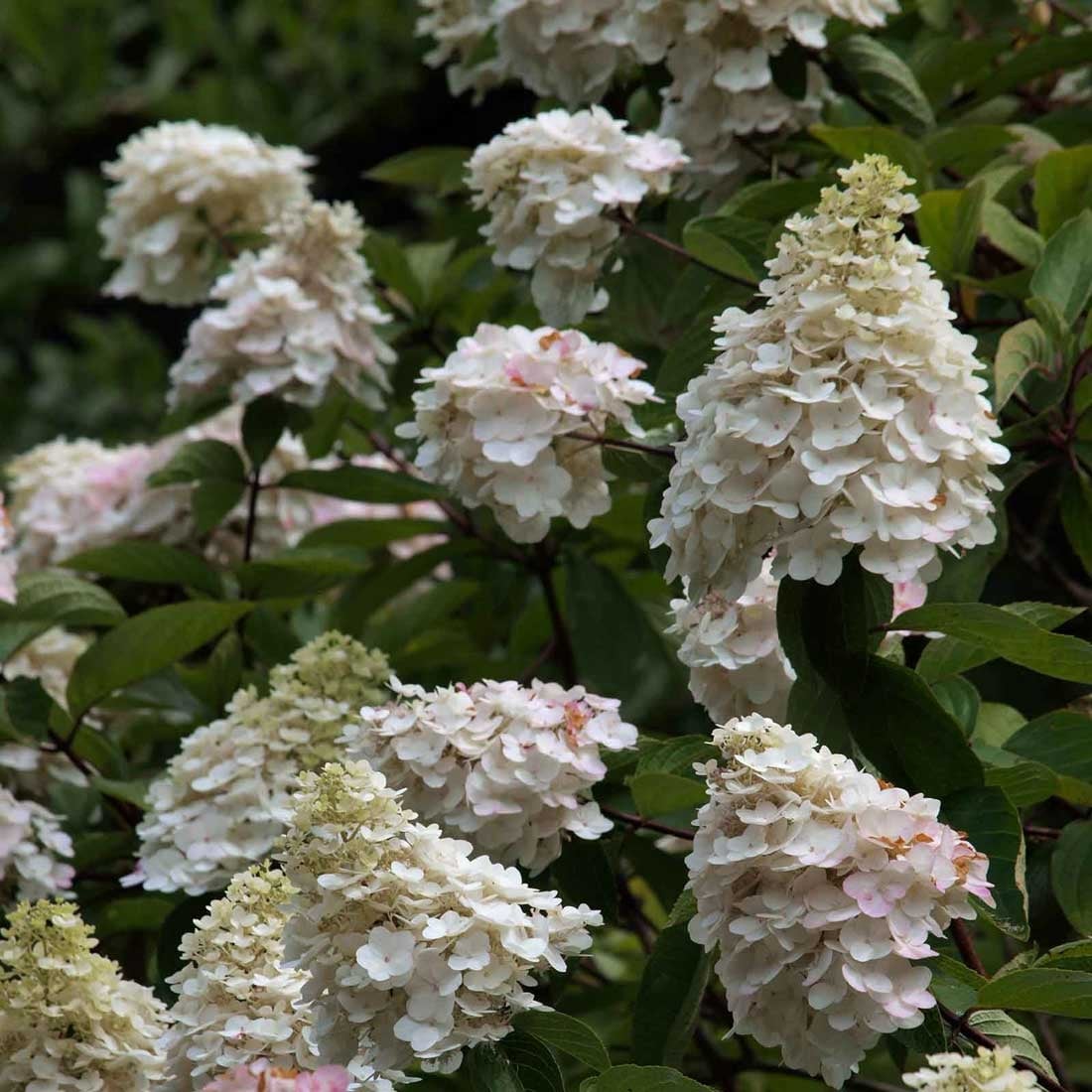Hydrangeas Hydrangeas