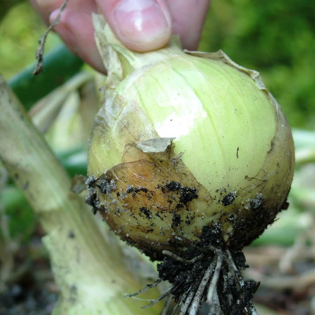 Leeks & Onions Leeks & Onions