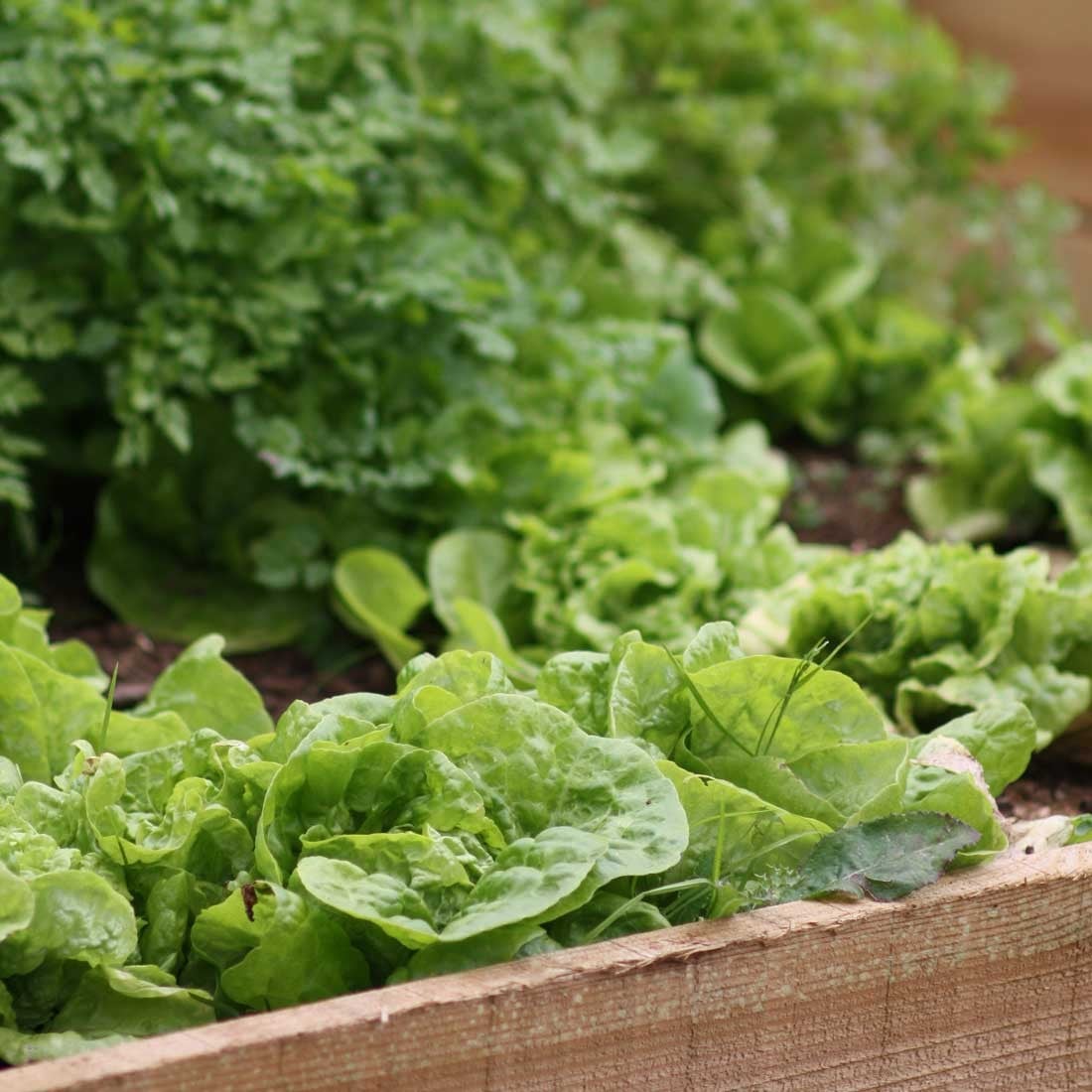 Lettuce & Salad Lettuce & Salad