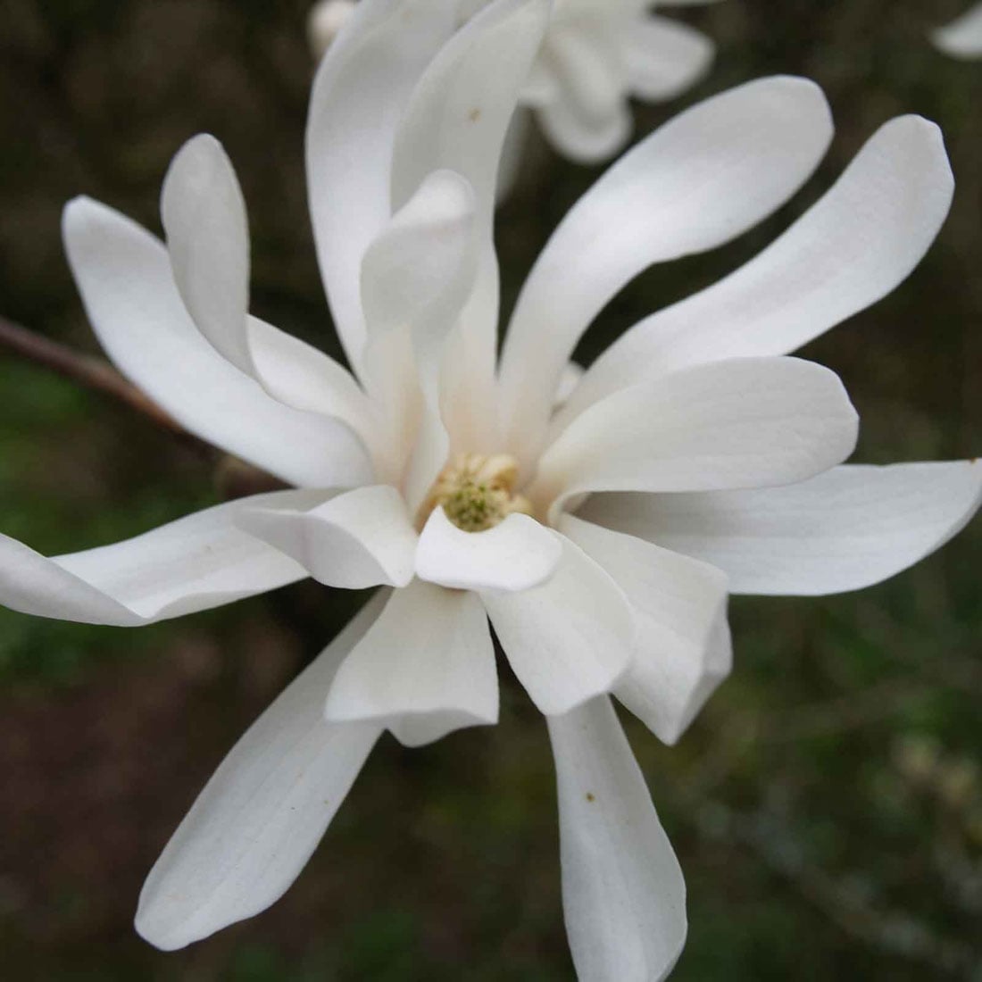 Magnolias Magnolias