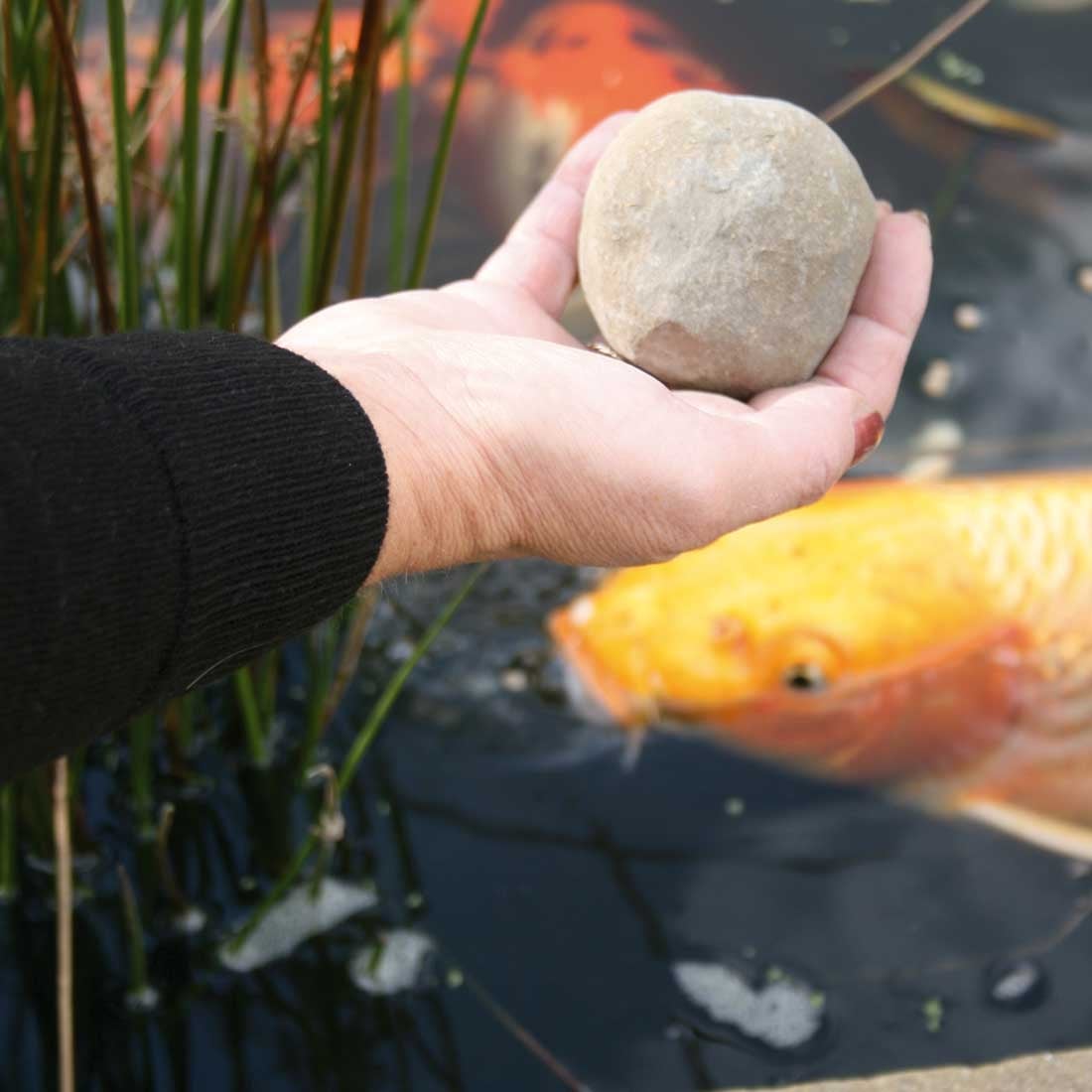 Ponds Ponds