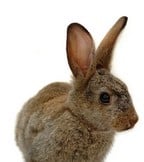 Rabbits & Other Mammals Rabbits & Other Mammals