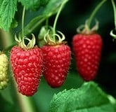 Raspberries & Gooseberries Raspberries & Gooseberries