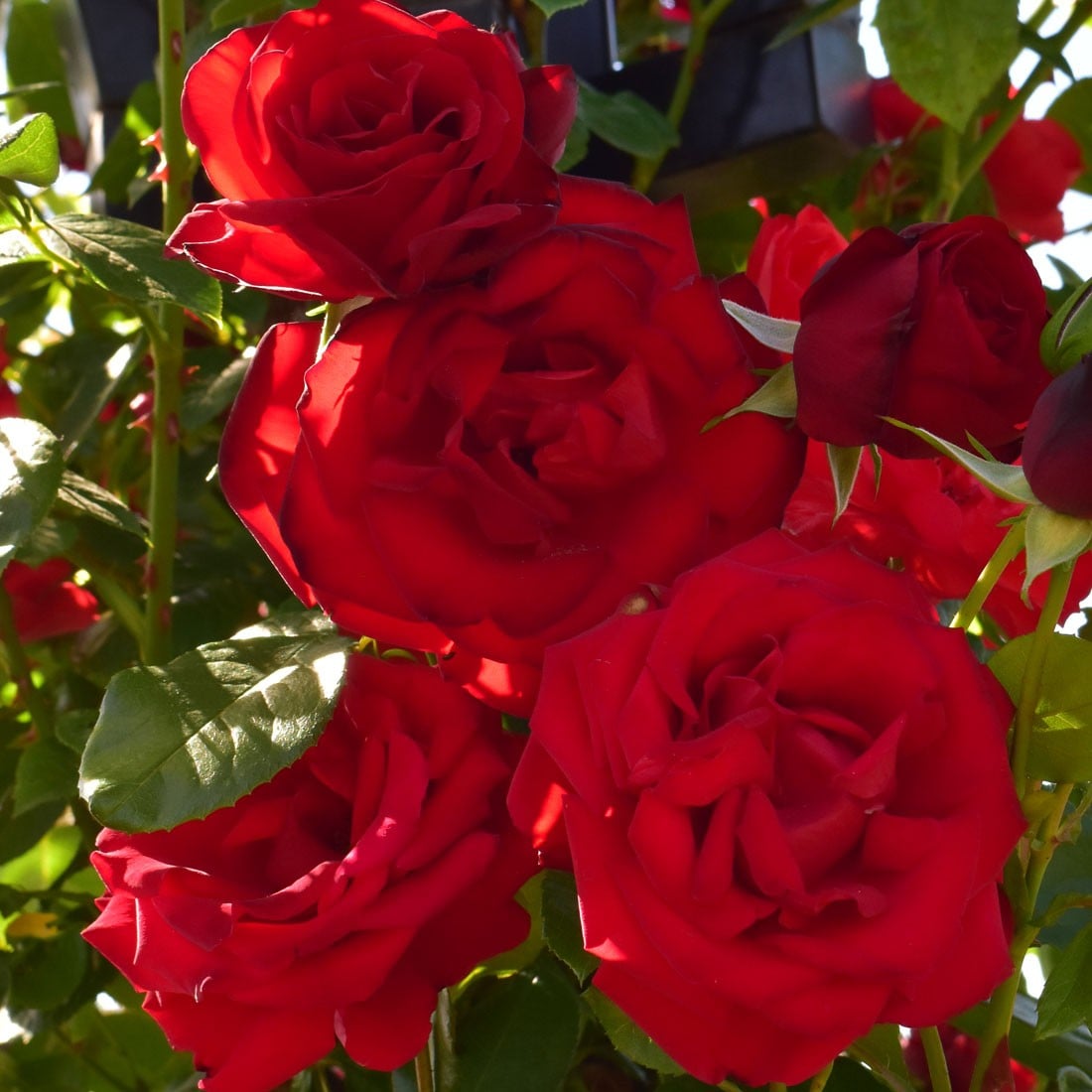 Roses & Clematis from Peter Beales Roses & Clematis from Peter Beales