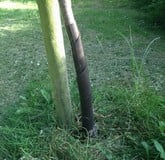 Tree Guards Tree Guards