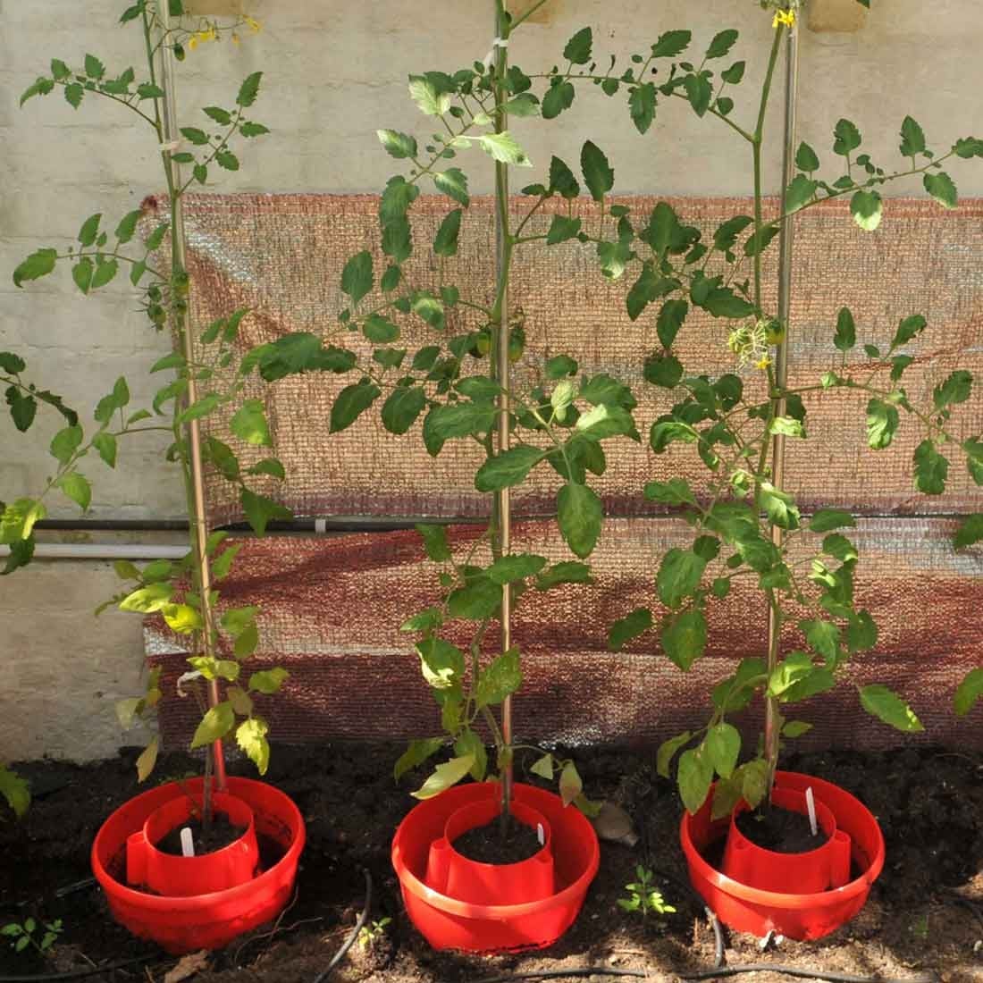 Vegetable & Tomato Planters Vegetable & Tomato Planters