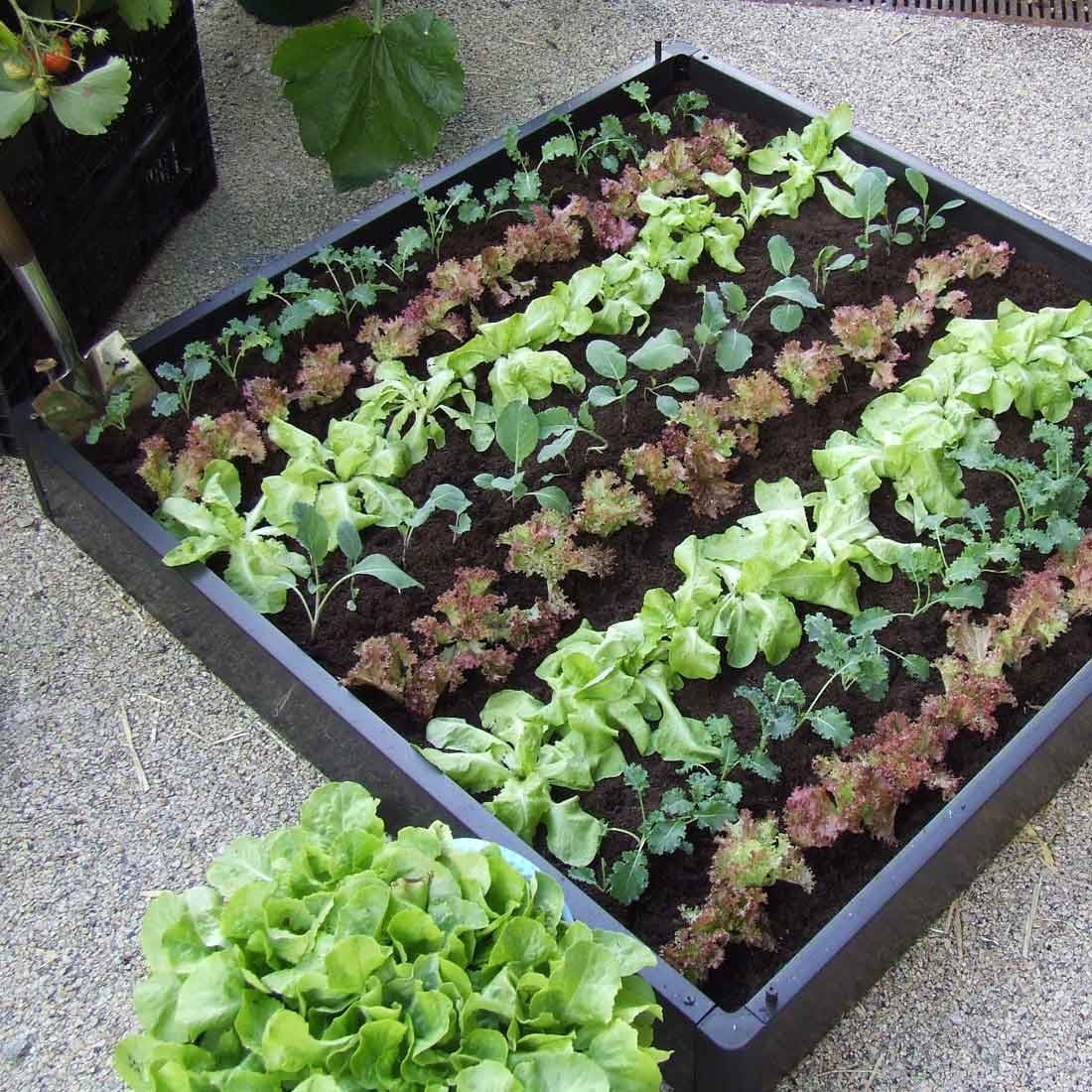 Vegetable Plant Collections Vegetable Plant Collections