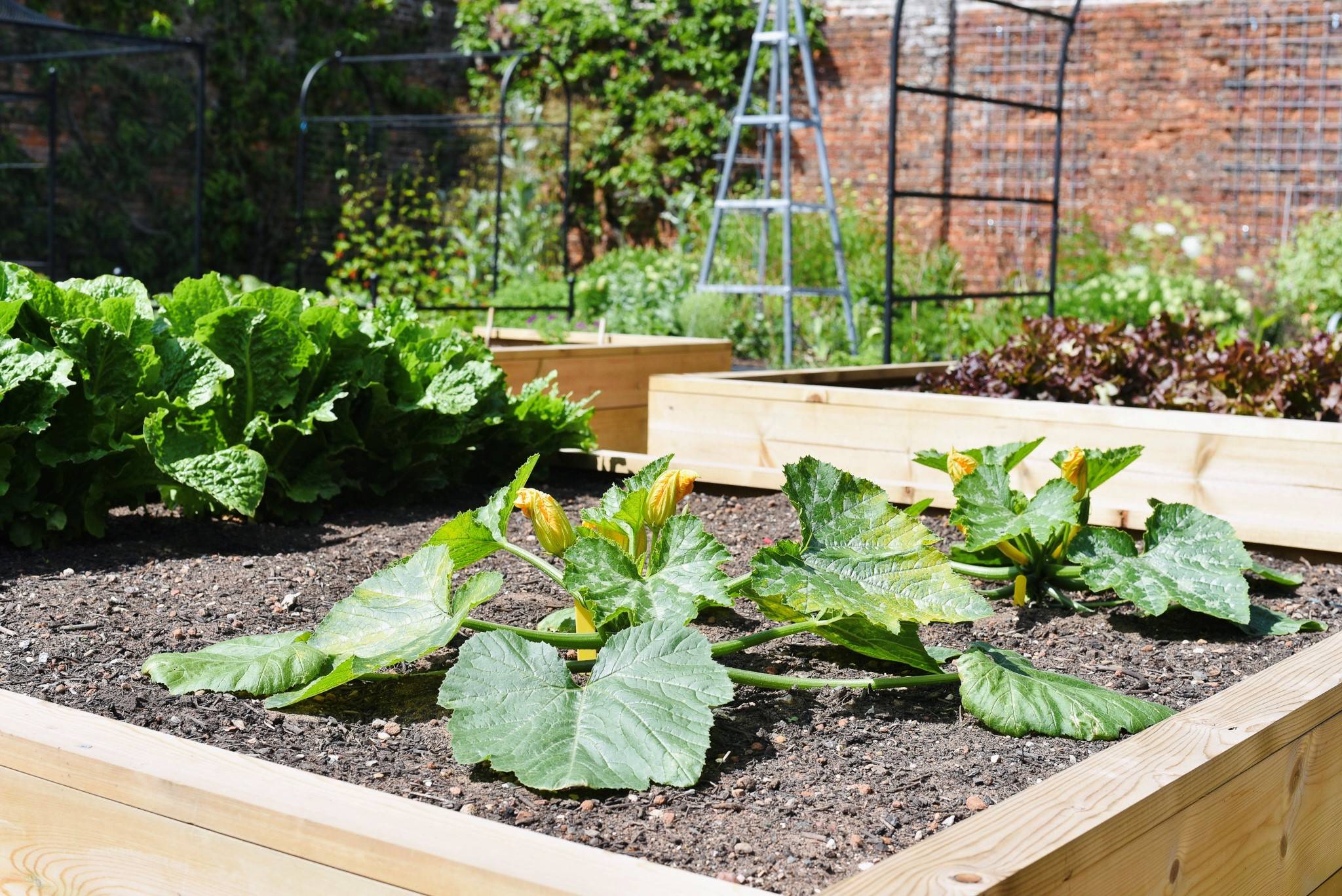 Hoveton courgettes